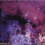 ONIRIQUE 273